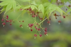 0430もみじの花小240×350.jpg