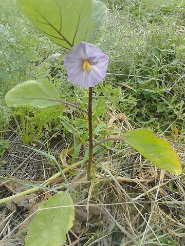 ナスの花