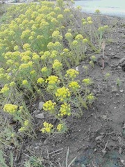 黄色の花とツクシ