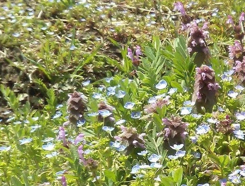 野の花