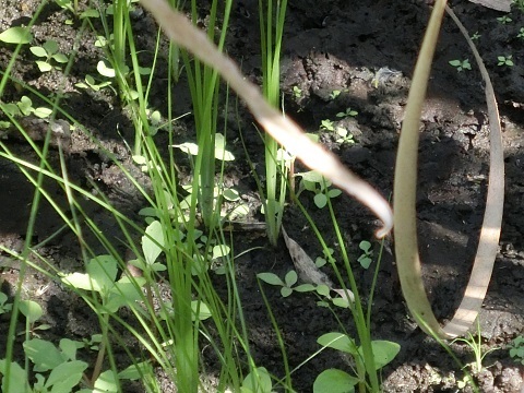 大厳院草