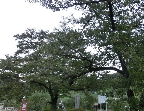 長野の木々2019秋