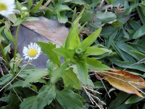 冬の野花蕾