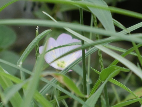 月見草ー1