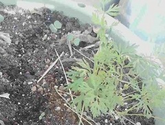 ベランダ芽吹くとき.jpg