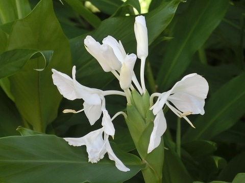 大厳院花480.jpg