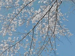 東御の桜空小_mini.jpg