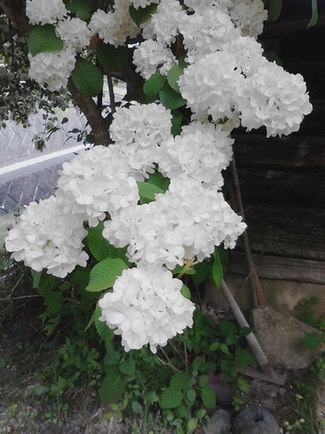 白小花.jpg