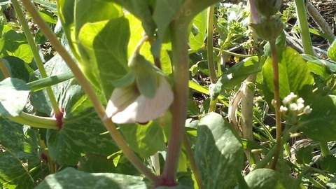 絹さやの花