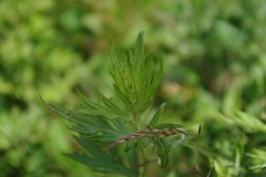 緑の葉っぱ2015夏.jpg