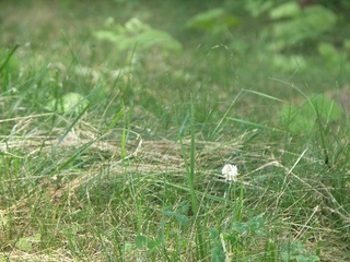 蓼科の夏葉っぱ.jpg