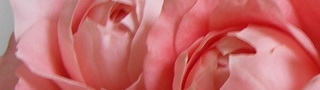 薔薇蕾.jpg