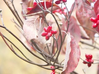 赤い実と紅葉.jpg