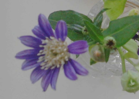 紫の小花