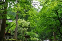 IMG3369永平寺境内240.jpg