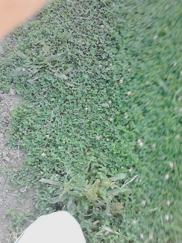 K0012706みどり480.jpg