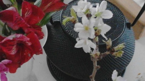 K桜の花640.jpg