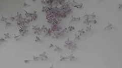 lightpurple.jpg